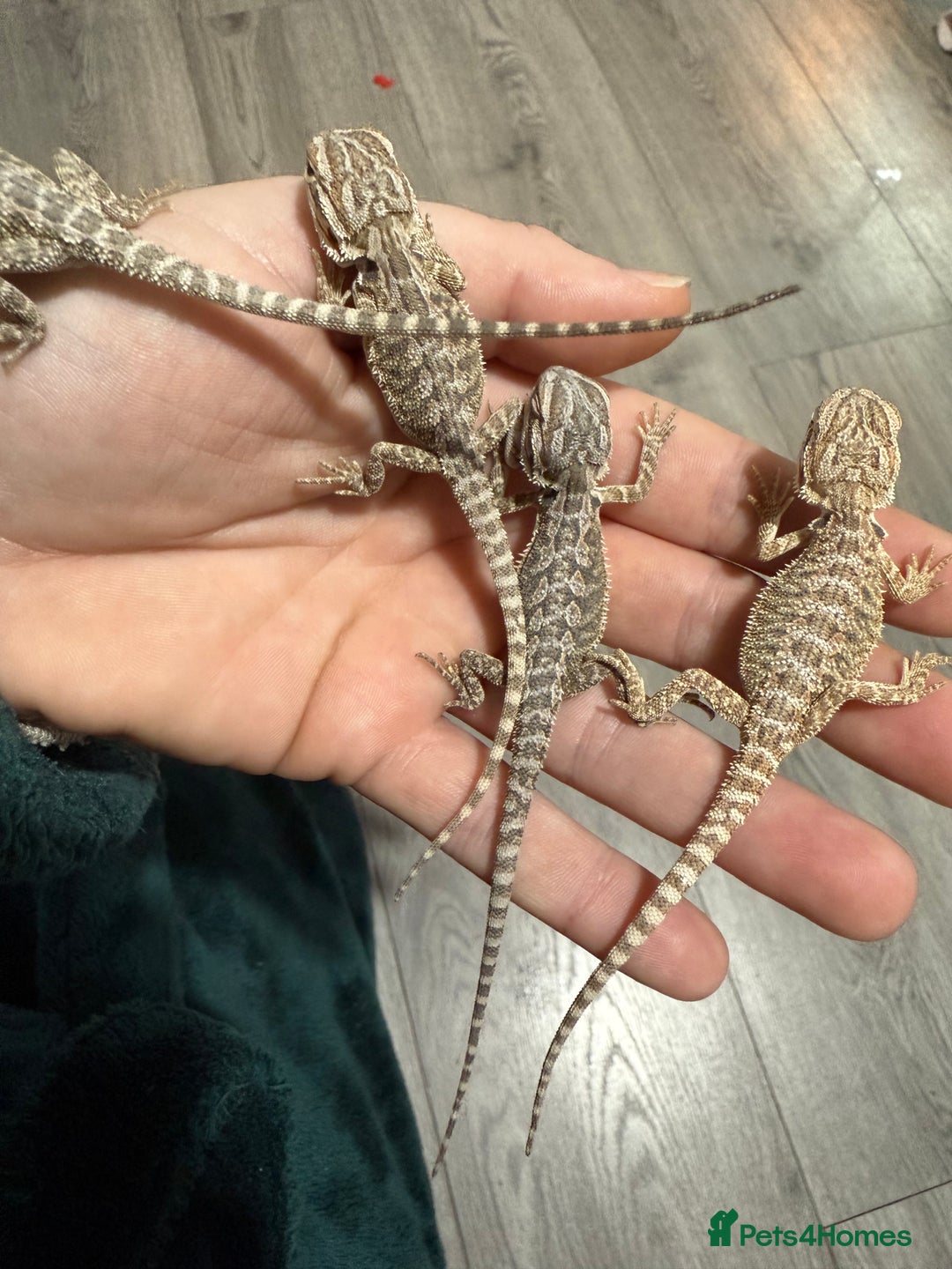 Bearded Dragon reptiles for sale: Bearded Dragon Babies - Advert 19