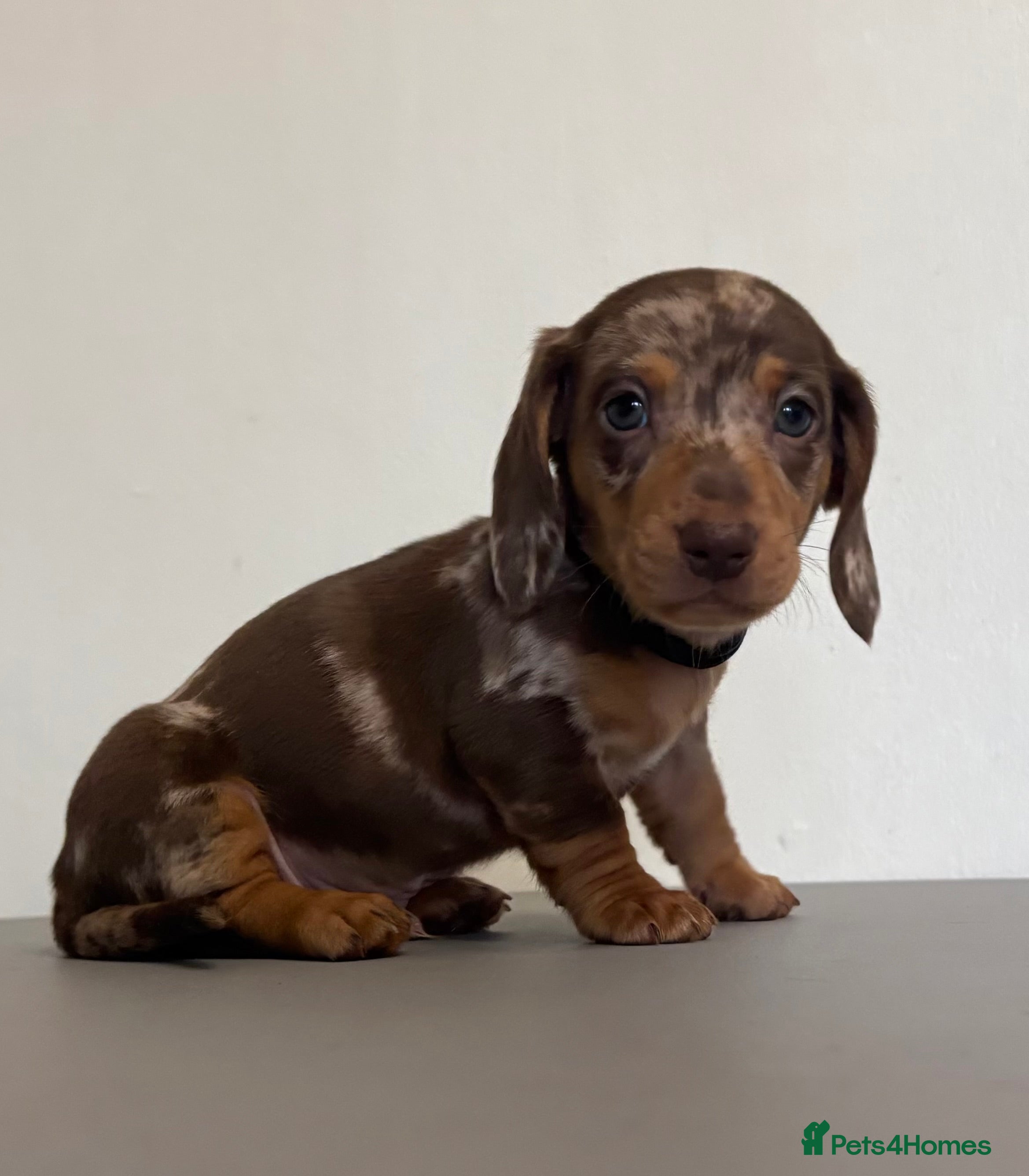 Dachshund dogs 5 Beautiful Standard Dachshund boys  - Advert 1