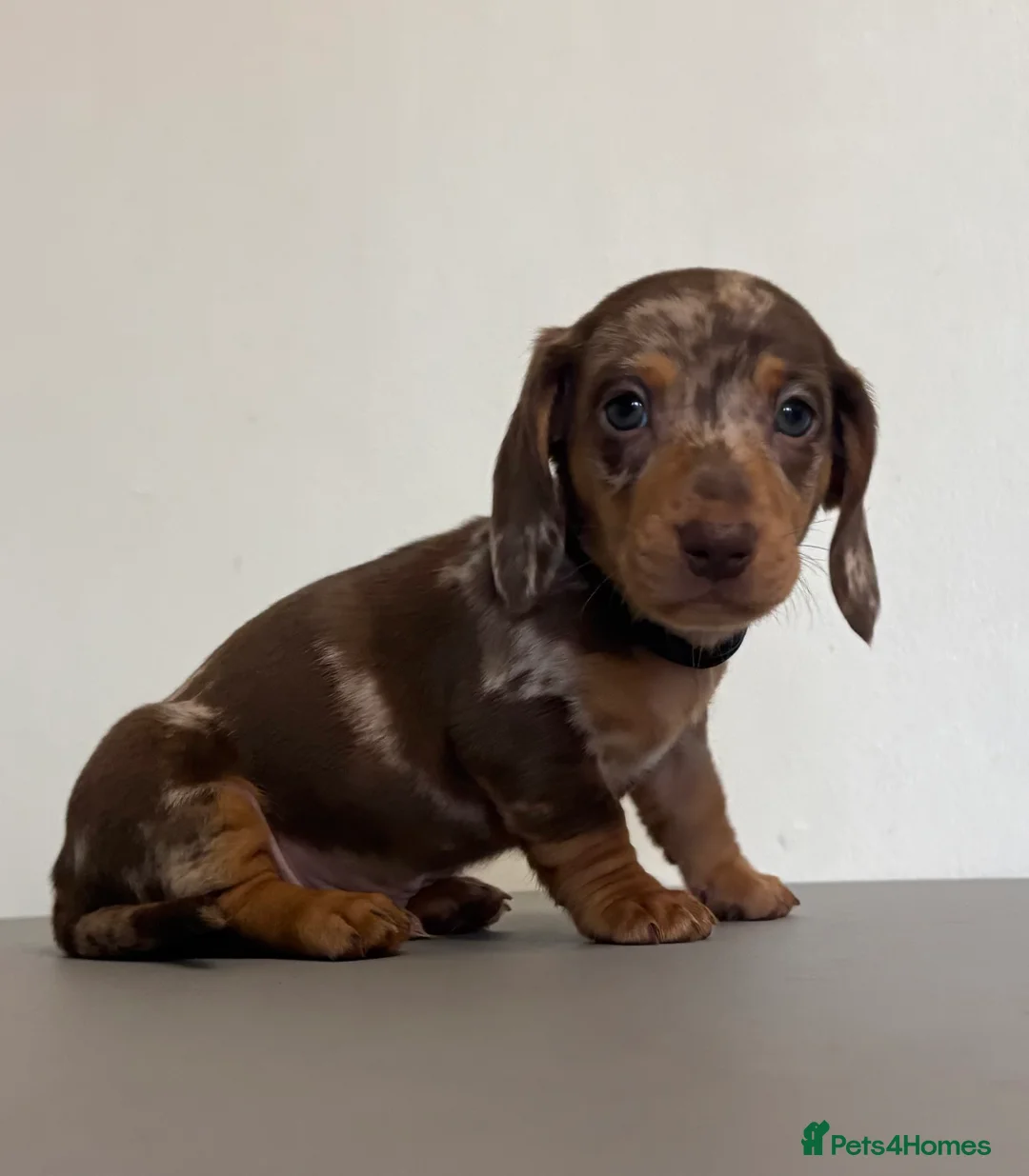 Dachshund dogs for sale: 5 Beautiful Standard Dachshund boys  - Advert 1