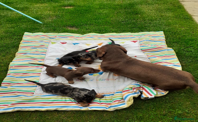 Miniature Dachshund dogs - Advert 2
