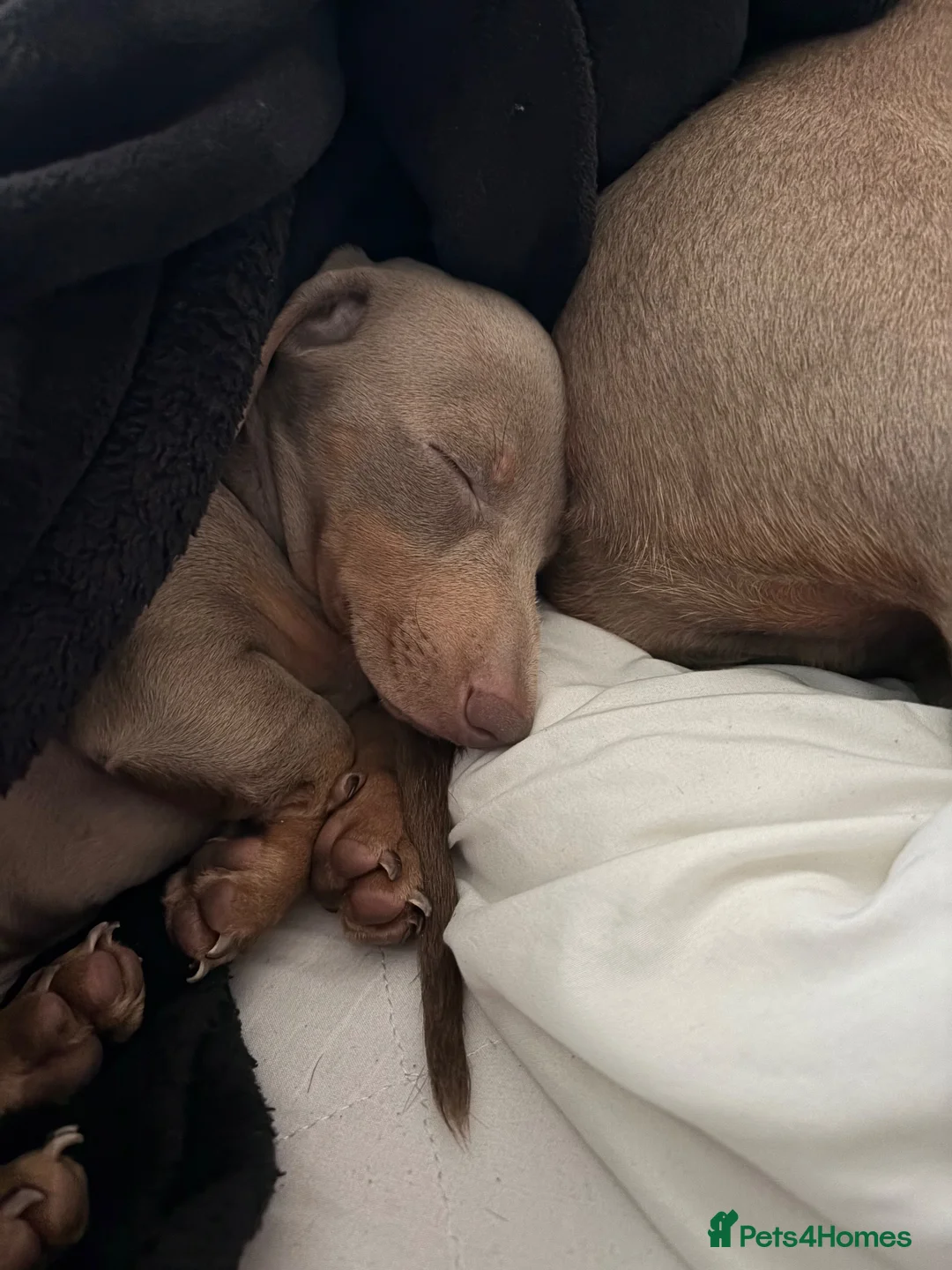 Dachshund dogs for sale: 3 month old Isabella tanned Dachshund  - Advert 2