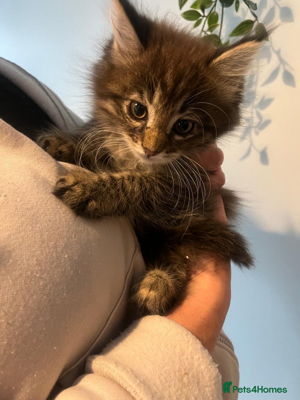 Maine Coon cats Maine Coon Mackerel Tabby Boy Left  - Advert 3