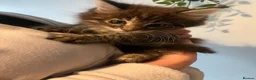 Maine Coon cats for sale: Maine Coon Mackerel Tabby Boy Left  - Advert 1