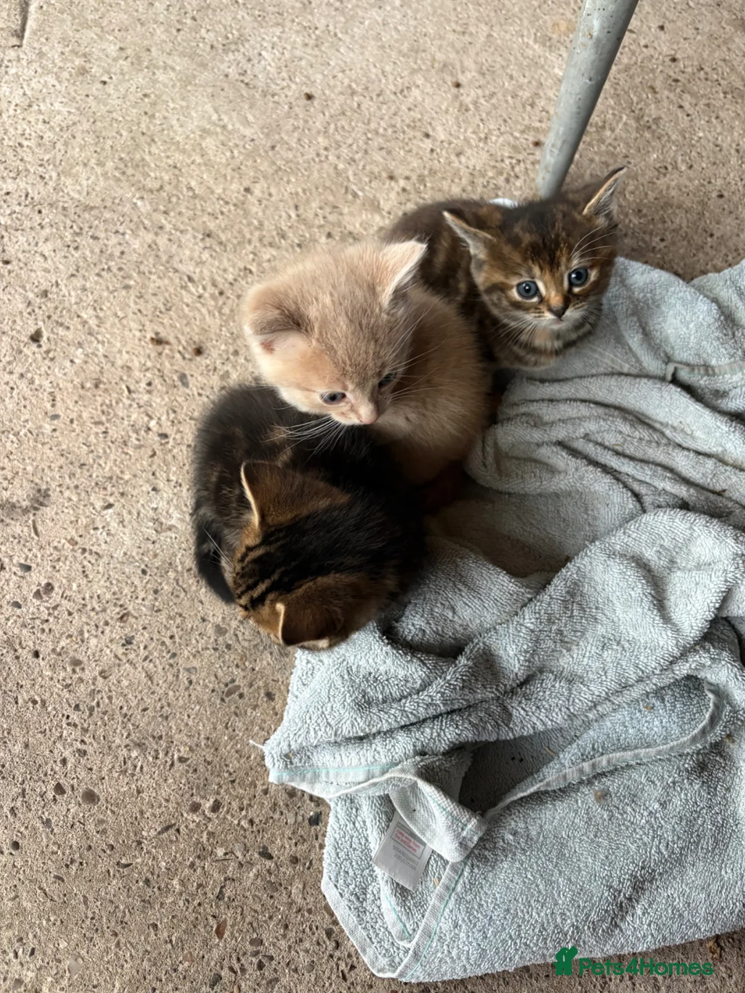 Mixed Breed cats for sale: 5 lovely kittens for sale - Advert 11