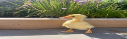 Ducks poultry for sale: Indian Runner Ducklings  - Advert 1
