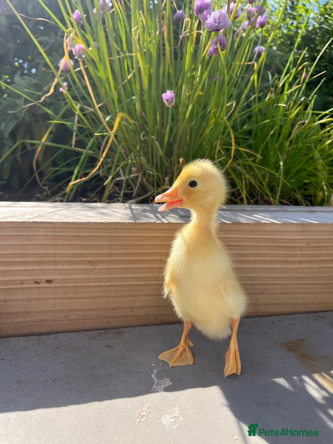 Ducks poultry for sale: Indian Runner Ducklings  - Advert 1