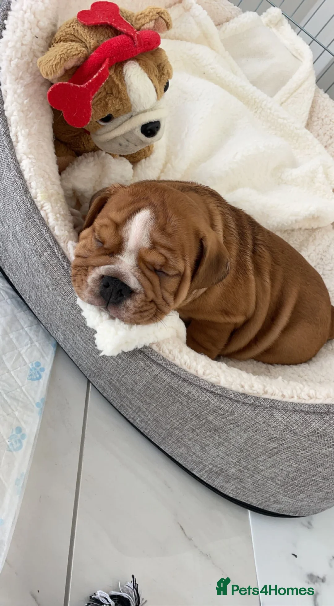 English Bulldog dogs for stud: Our Stunning English Bulldog Carter  in York - Advert 14