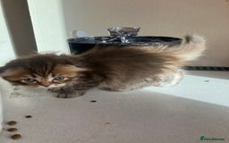 Scottish Fold cats for sale: 1 fold 2 straight Scottish darlings  - Image 17