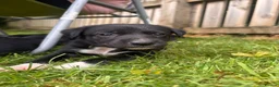 Borador dogs for sale: Collie x Labrador pups  in Llandrindod Wells - Advert 13