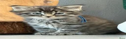 Maine Coon cats for sale: Maine Coon Kittens  - Advert 5