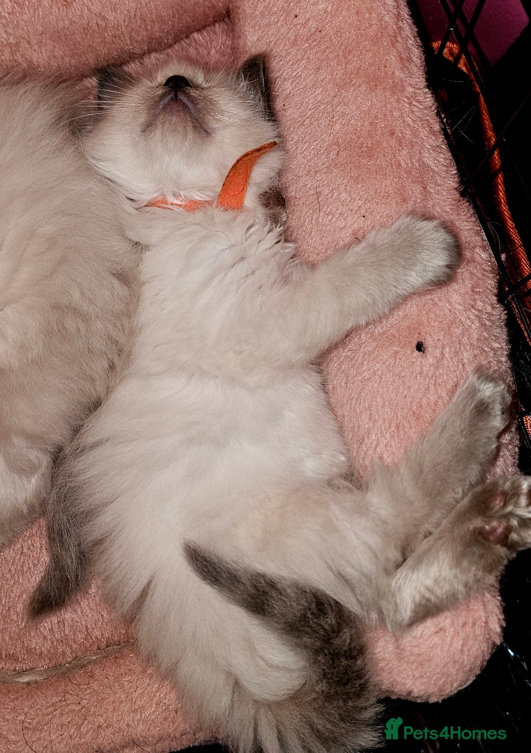 Ragdoll cats for sale: Ragdoll girl chocolate point & blue point - Advert 12