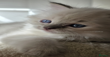 Ragdoll cats - Advert 12