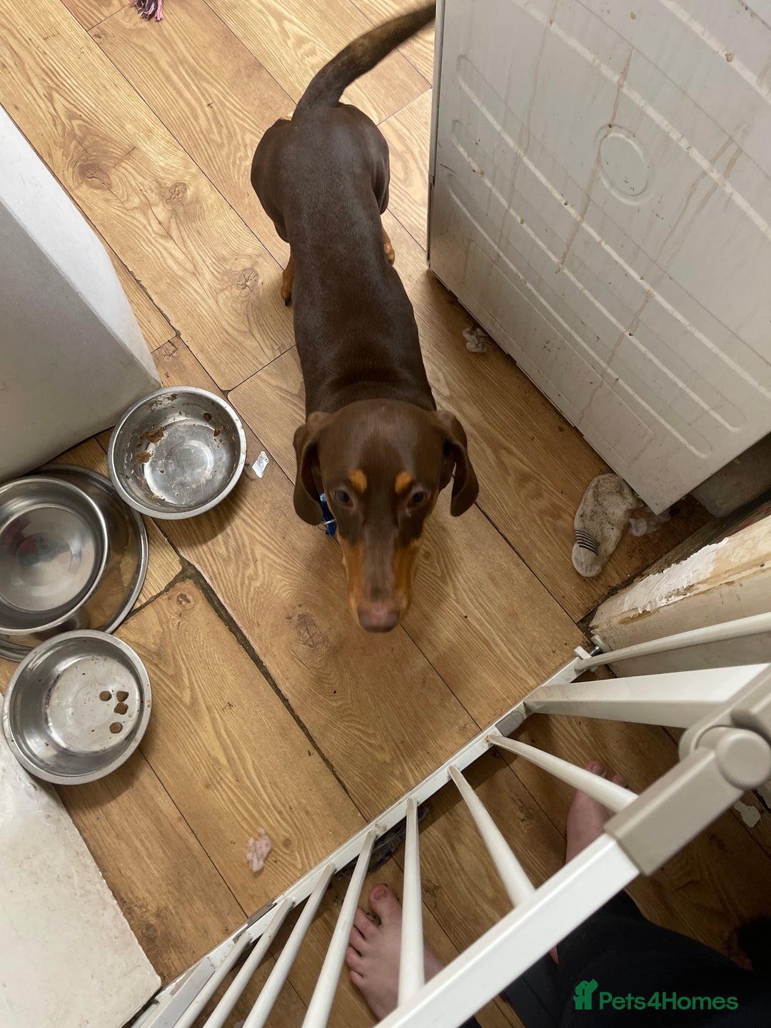 Dachshund dogs for sale: Male dachshund  - Image 2