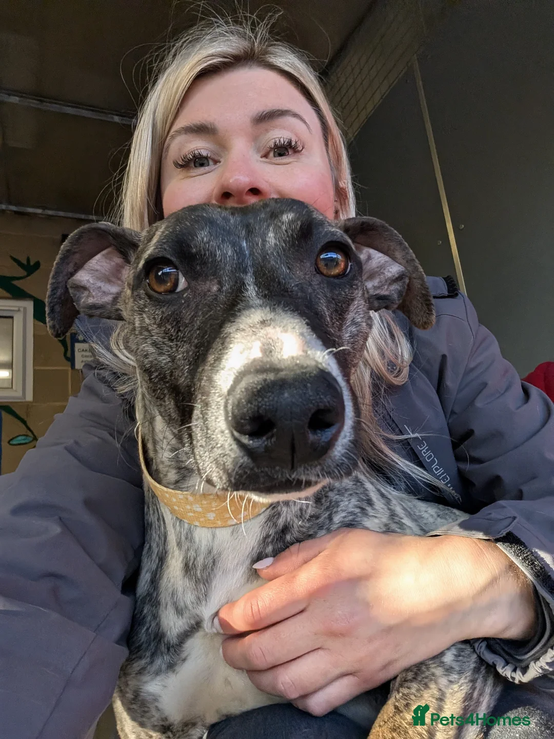 Whippet dogs for adoption: Posie - Advert 1