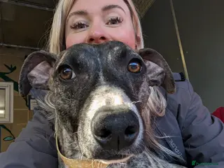 Whippet dogs Posie - Advert 2