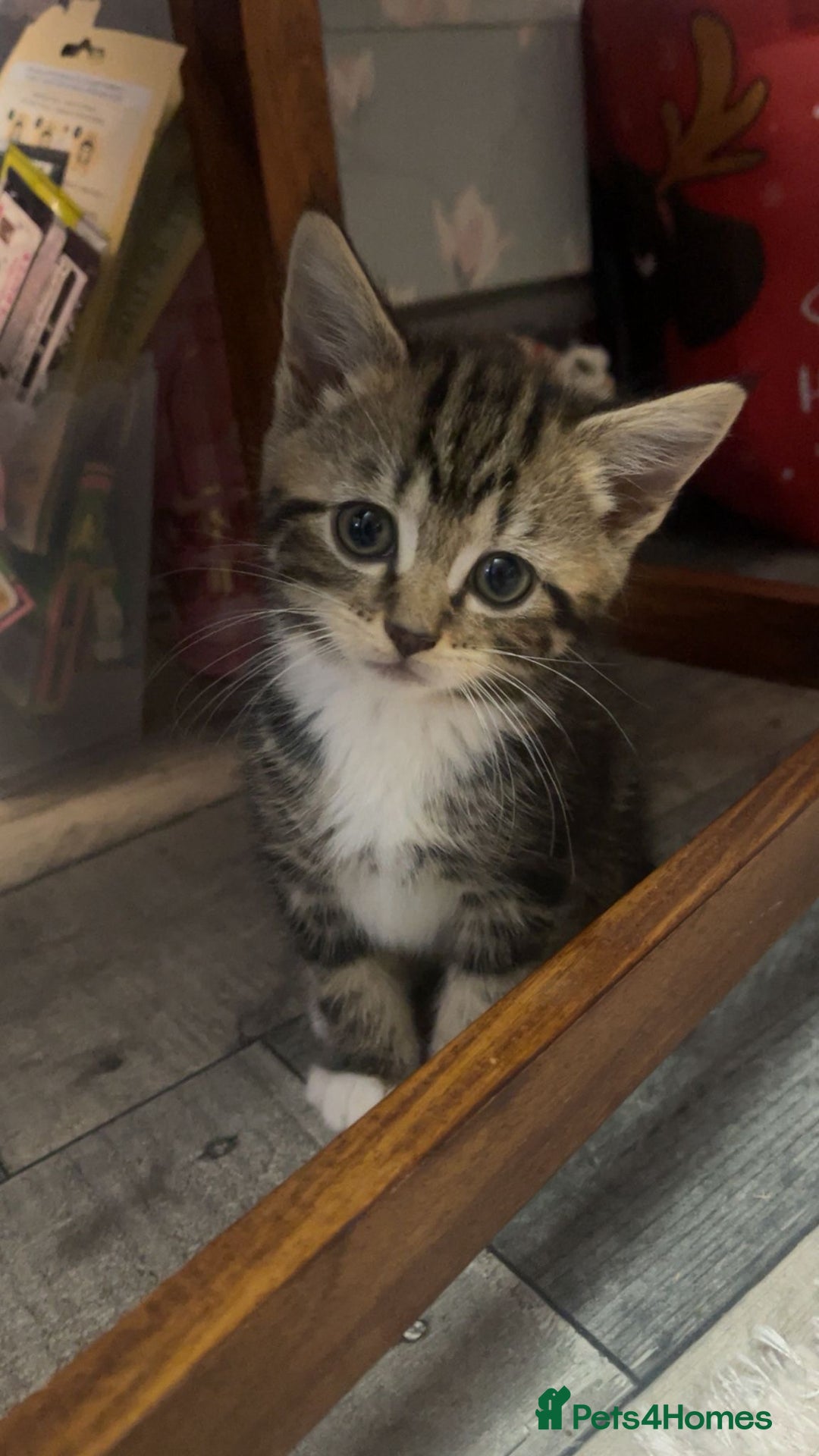 Norwegian Forest Cat cats for sale: Norwegian forest cross kittens super fluffy  - Advert 1