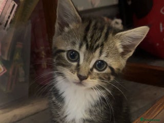 Norwegian Forest Cat cats Norwegian forest cross kittens super fluffy - Advert 1