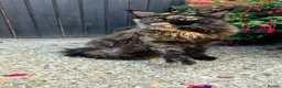 Maine Coon cats for sale: Waiting list now open  - Advert 2