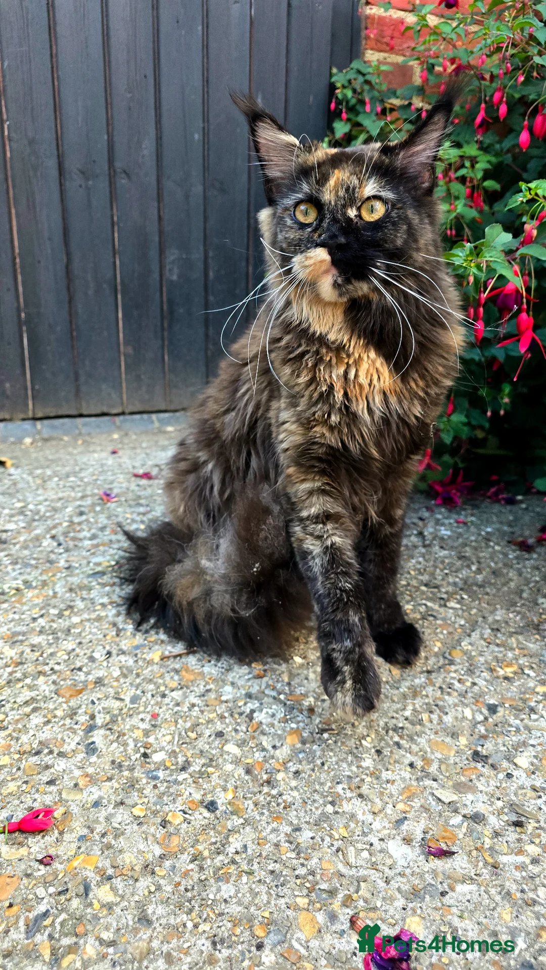 Maine Coon cats for sale: Waiting list now open  - Advert 2