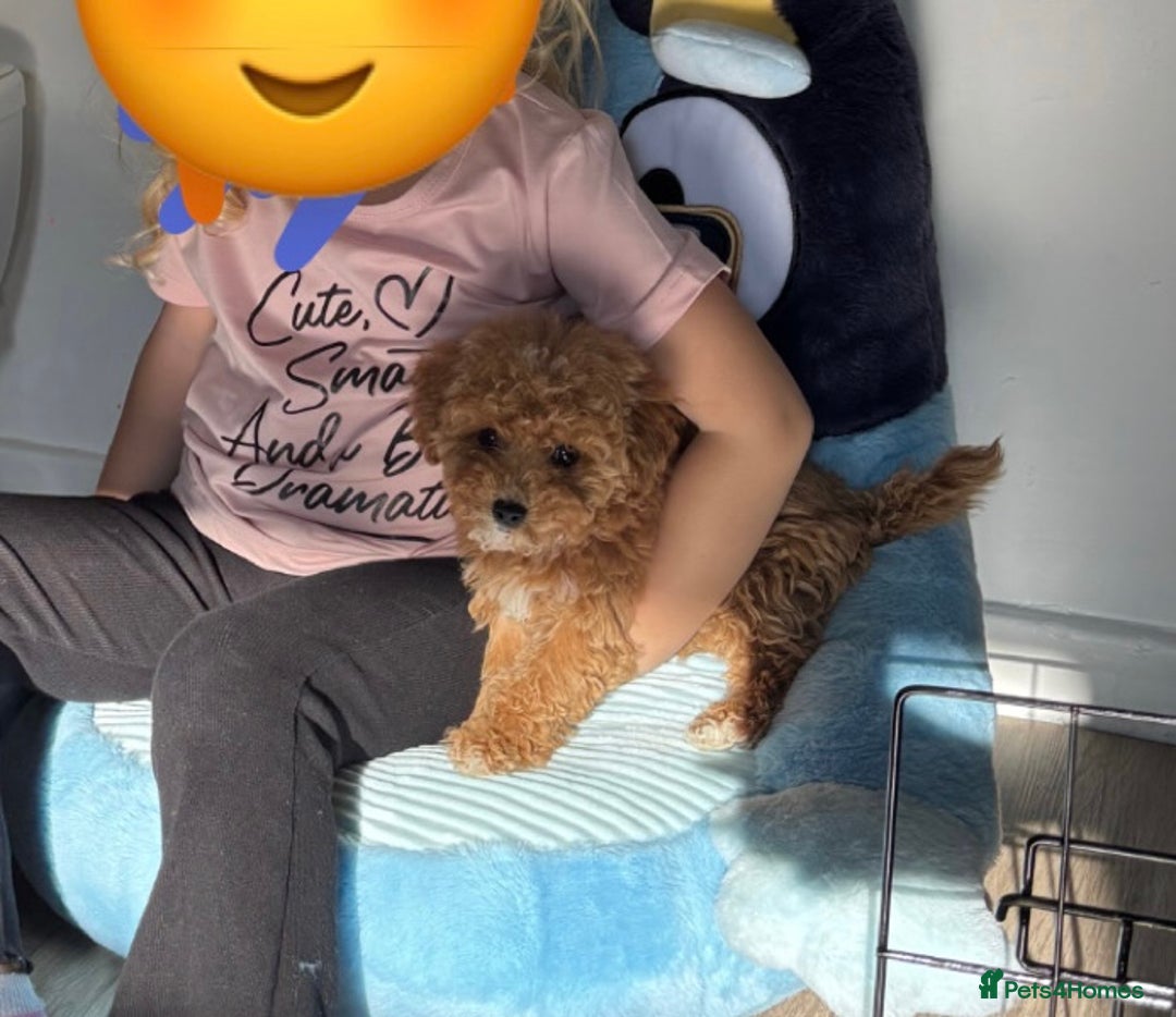 Maltipoo dogs for sale: Beautiful girl Maltipoo puppy - Image 3