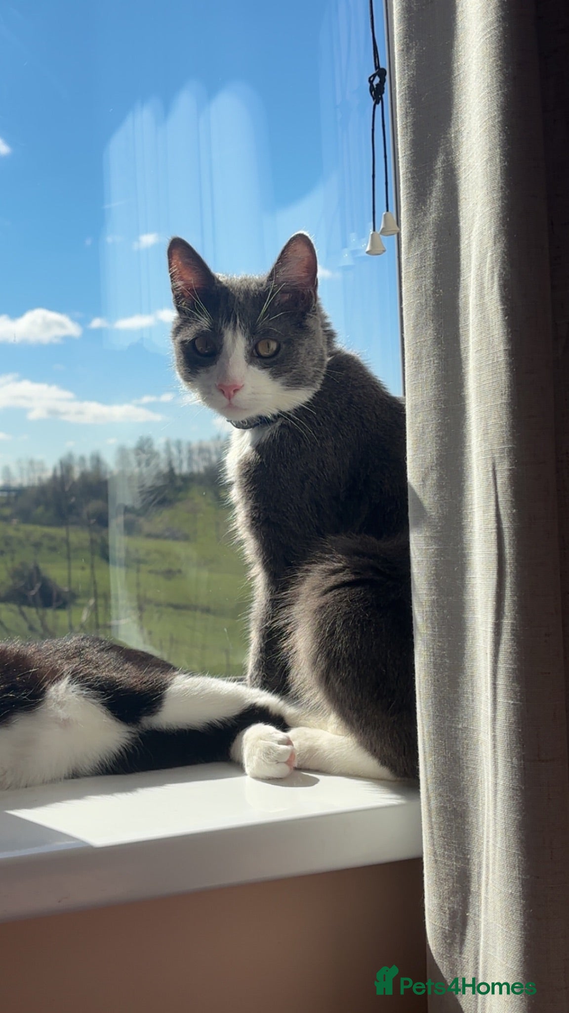 British Shorthair cats Hi my name is BLUE  - Advert 1