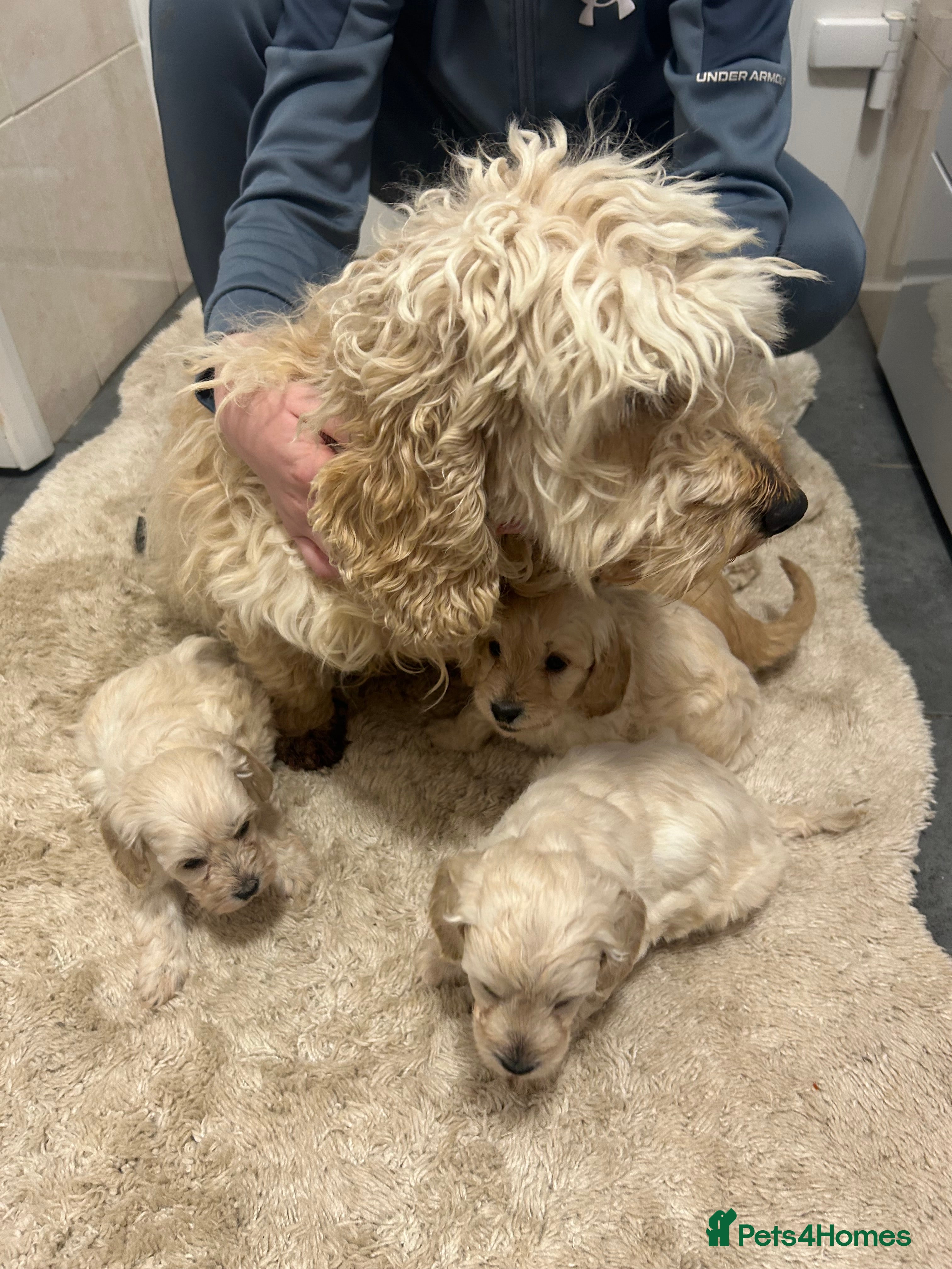 Cockapoo dogs F1b cockapoo  - Advert 2