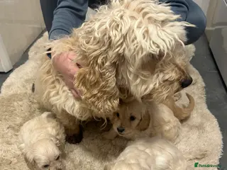 Cockapoo dogs F1b cockapoo - Advert 1