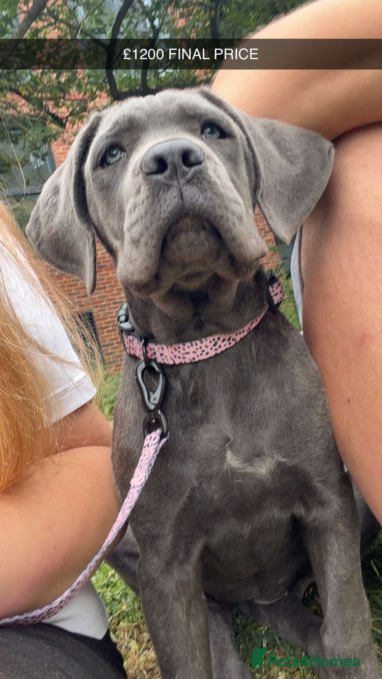 Cane Corso dogs BEAUTIFUL CANE CORSO PUPPY - Advert 4
