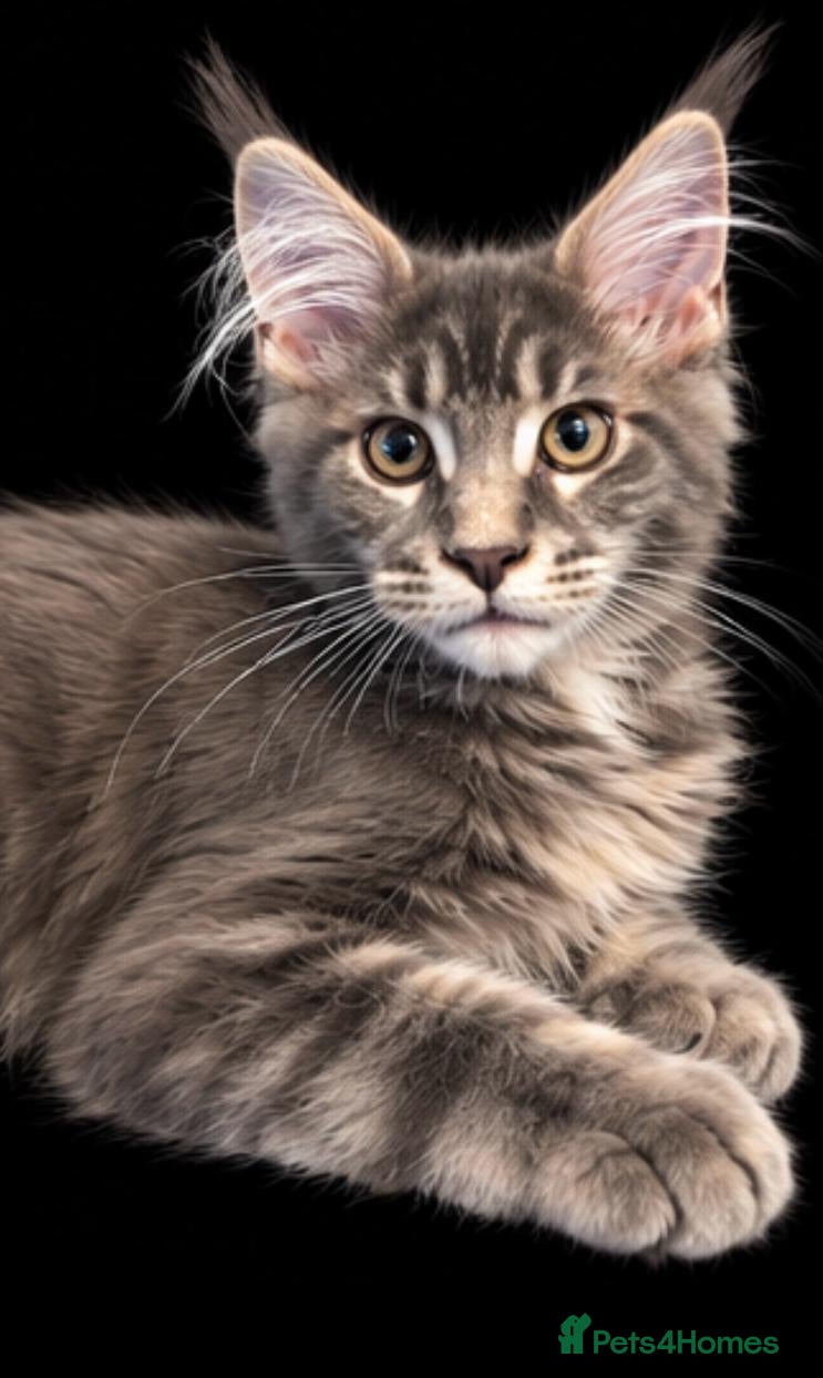 Maine Coon cats for sale: Gorgeous Maine Coon kittens - Advert 2