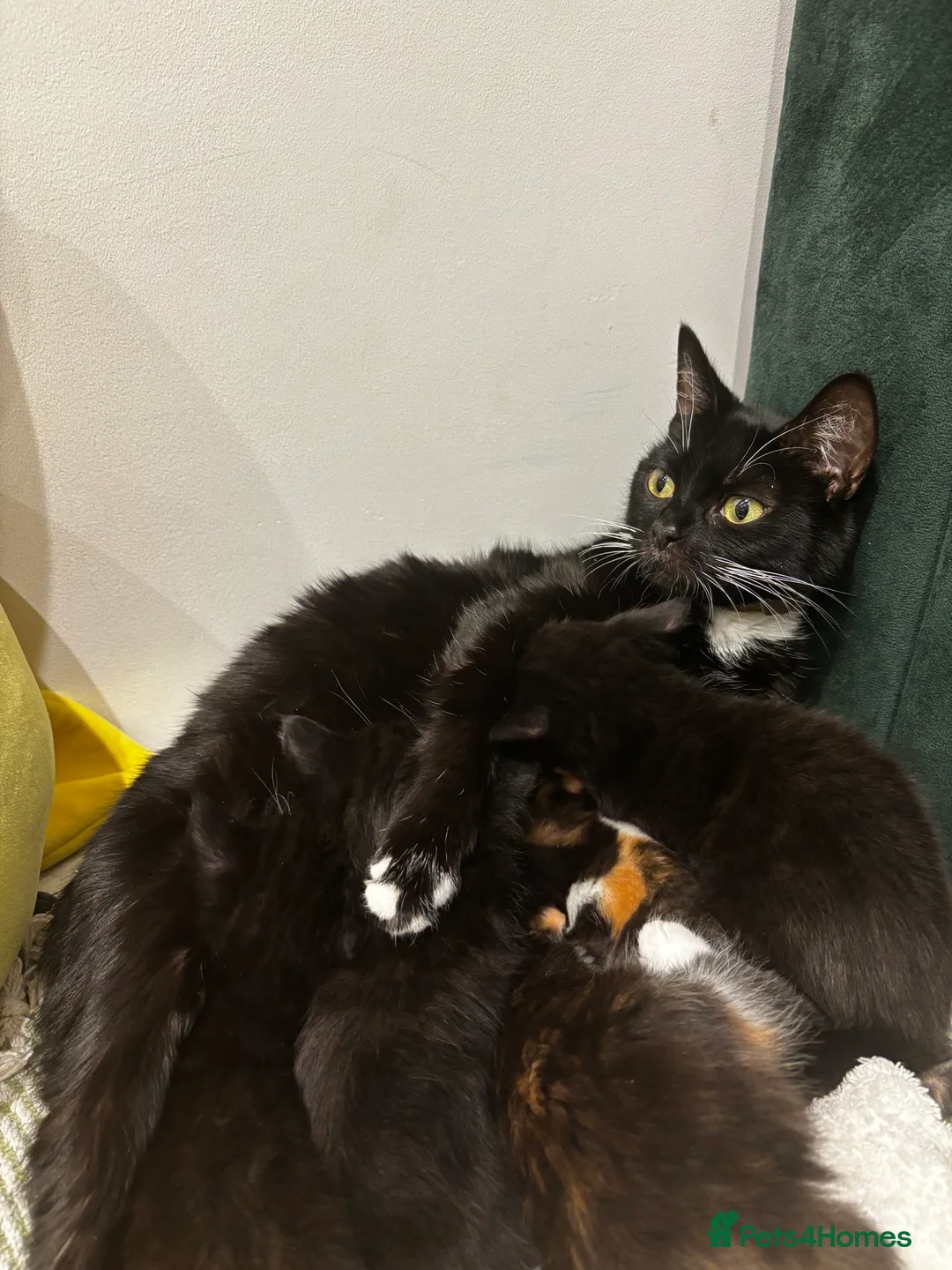 Mixed Breed cats for sale: Adorable Mixed Breed Kittens Japanese Bobtail Mum  in London - Advert 1