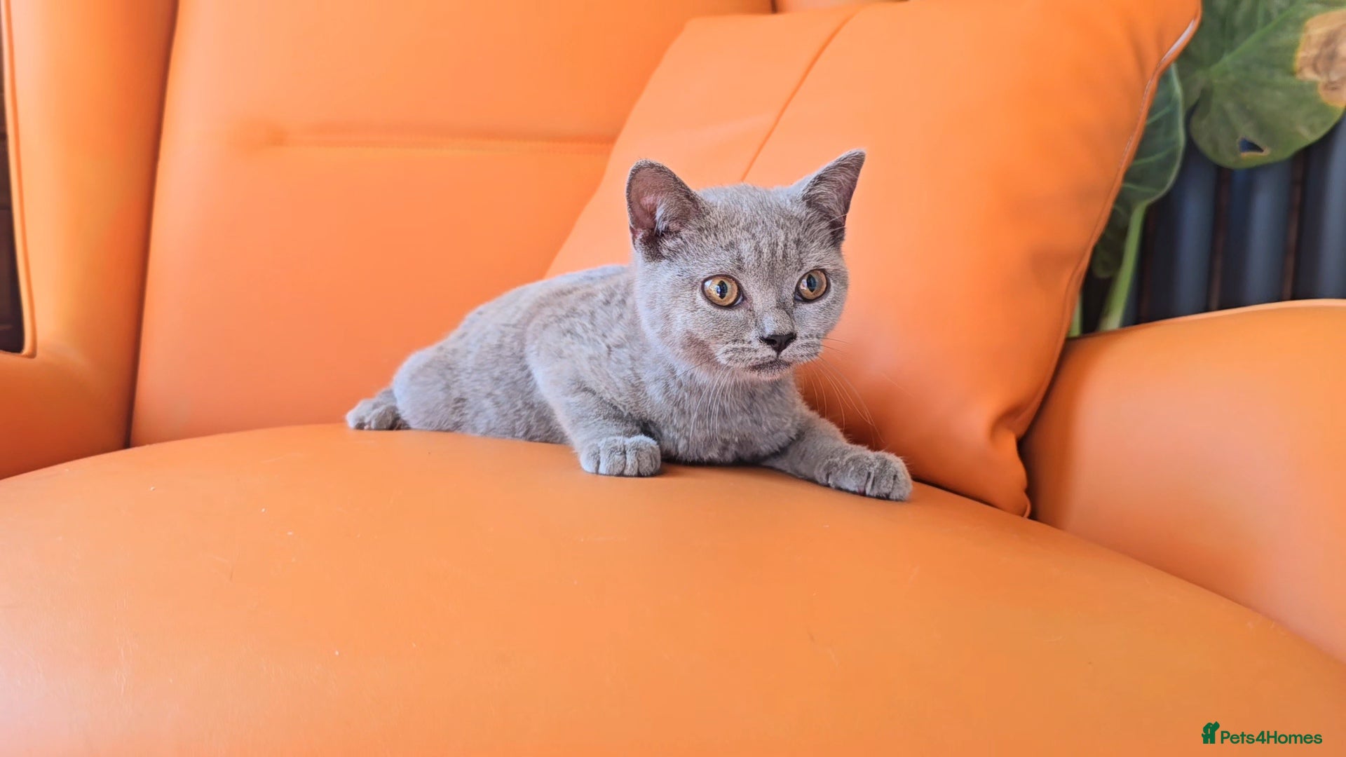 British Shorthair cats Pure Breed British Shorthair Kittens - Advert 16