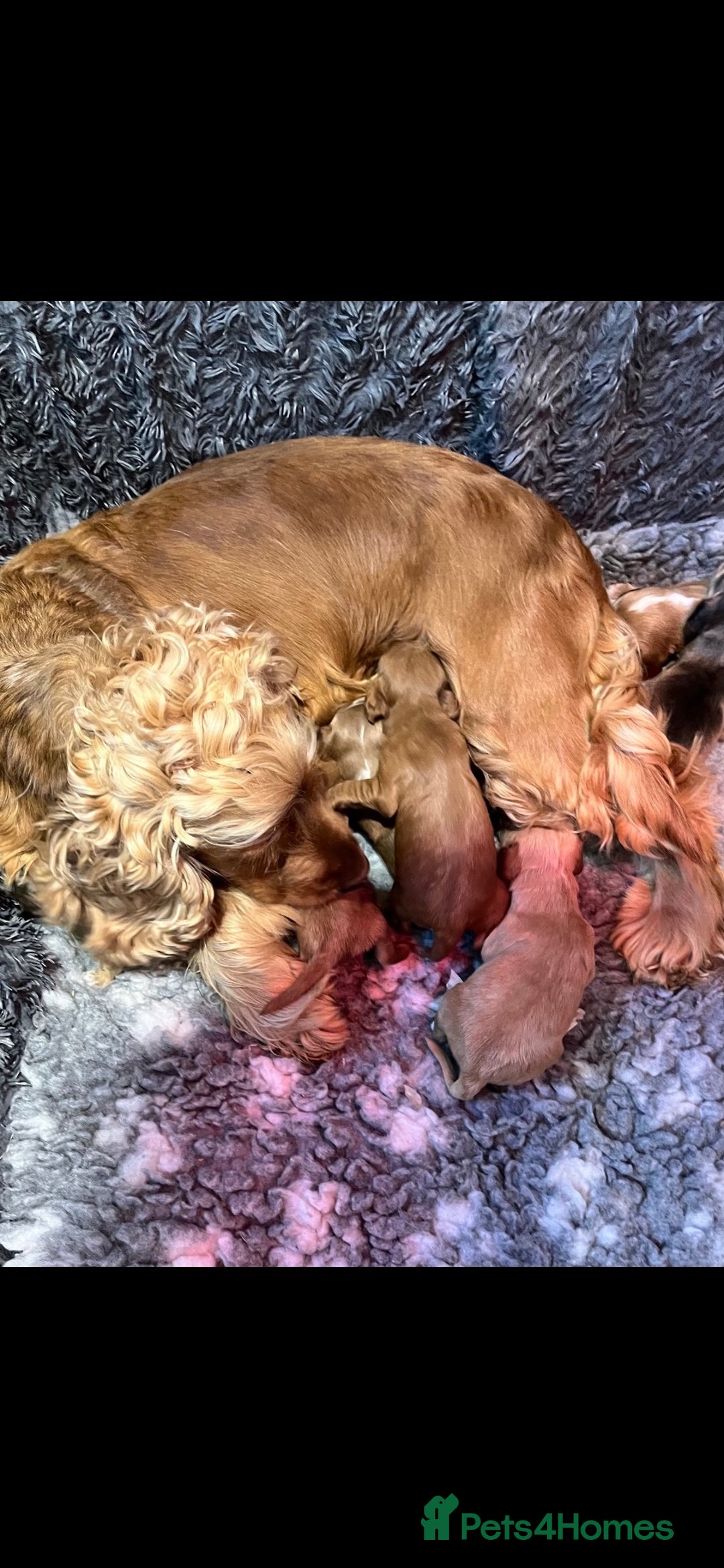 Cockapoo dogs for sale: F1 Show cockapoos(ready now ) - Image 8