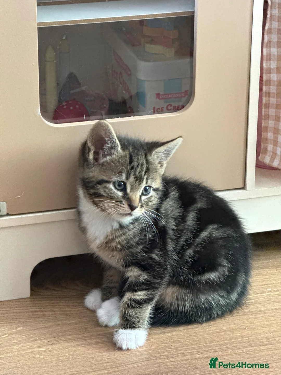 Mixed Breed cats for sale: 4 kittens looking for their forever home  in Bath - Advert 4