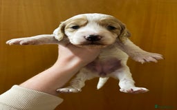 Cockapoo dogs for sale: Beautiful F1 Cockapoos For Sale  - Image 10