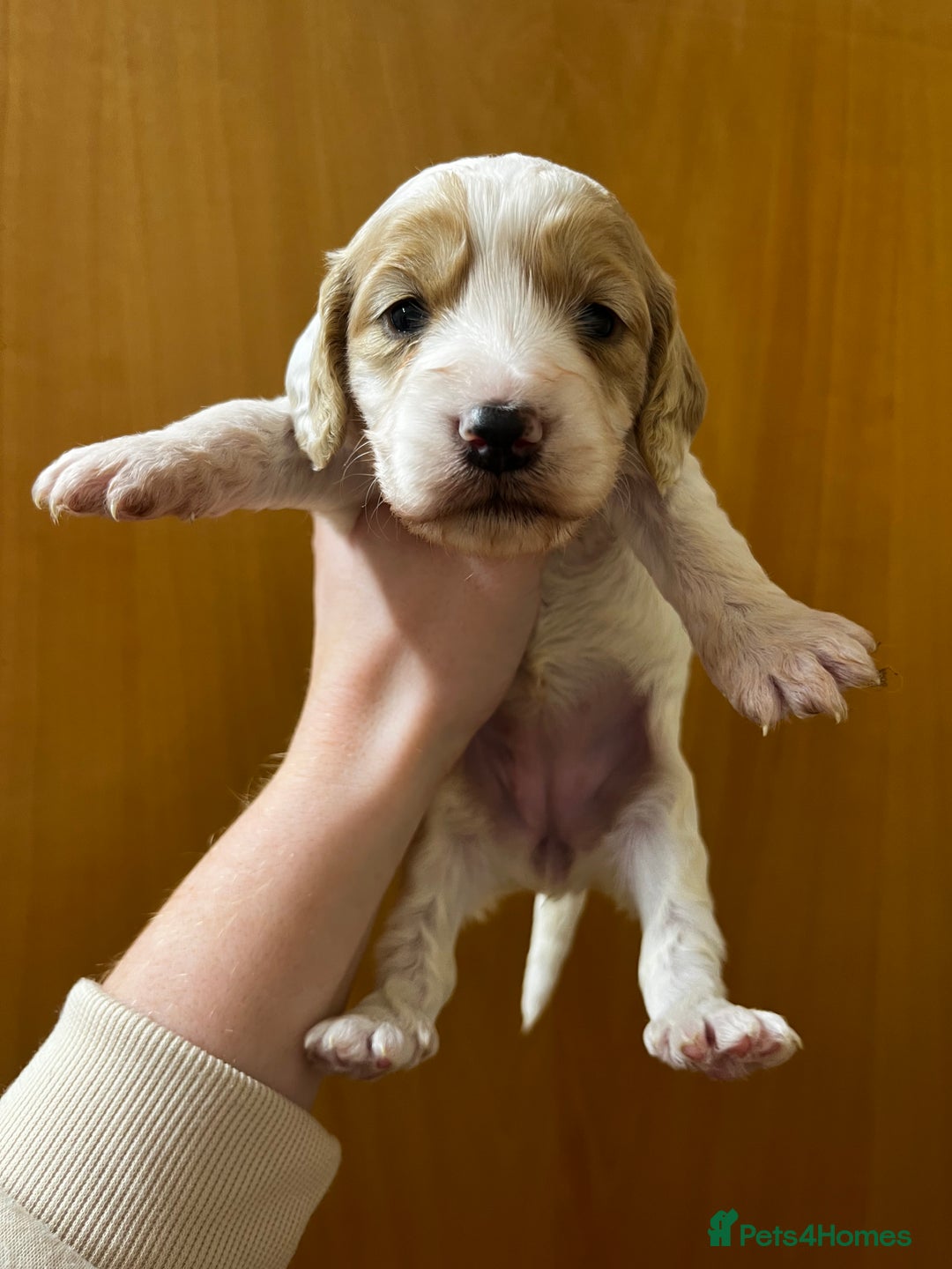 Cockapoo dogs for sale: Beautiful F1 Cockapoos For Sale  - Image 10