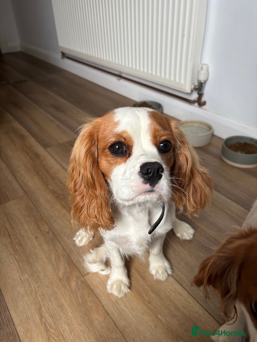 Cavalier King Charles Spaniel dogs for sale: King Charles cavalier - Male - Image 7