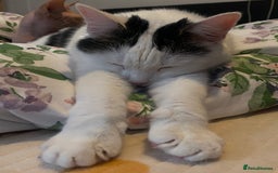 Domestic Shorthair cats for sale: Domestic Cow-Patterned Female Cat found Loving - Image 5
