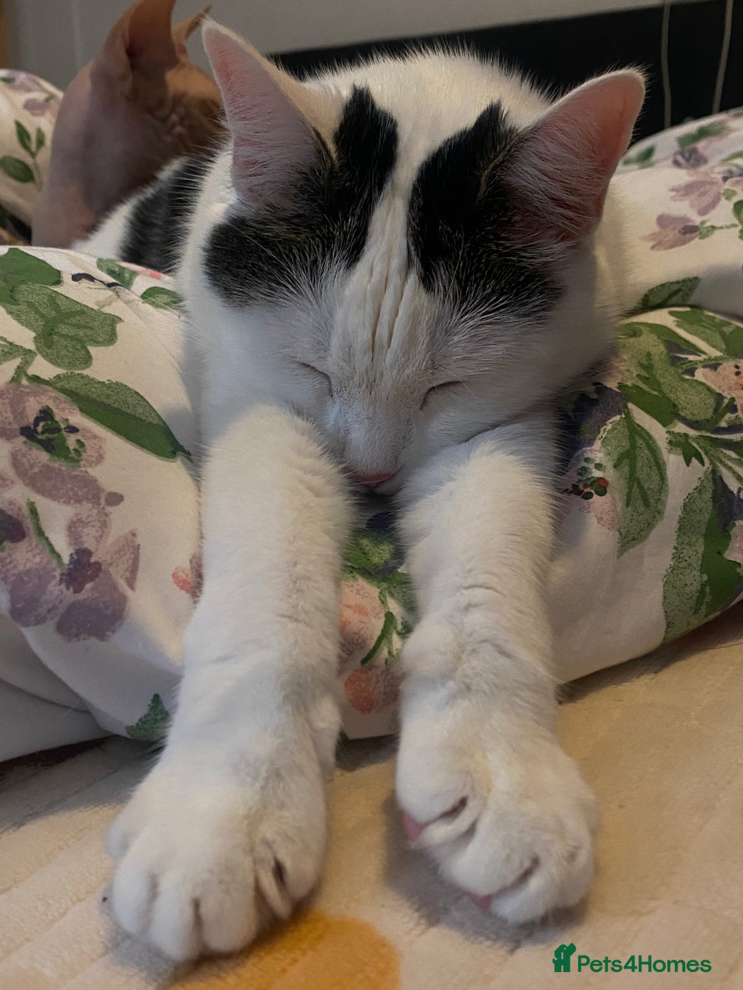 Domestic Shorthair cats for sale: Domestic Cow-Patterned Female Cat found Loving - Image 5