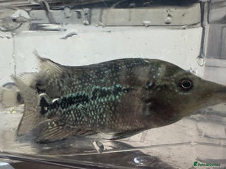 Cichlids fish - Advert 1