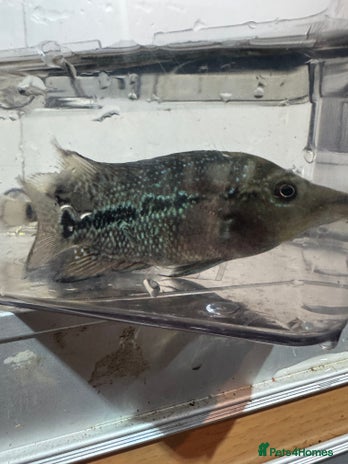 Cichlids fish - Advert 1