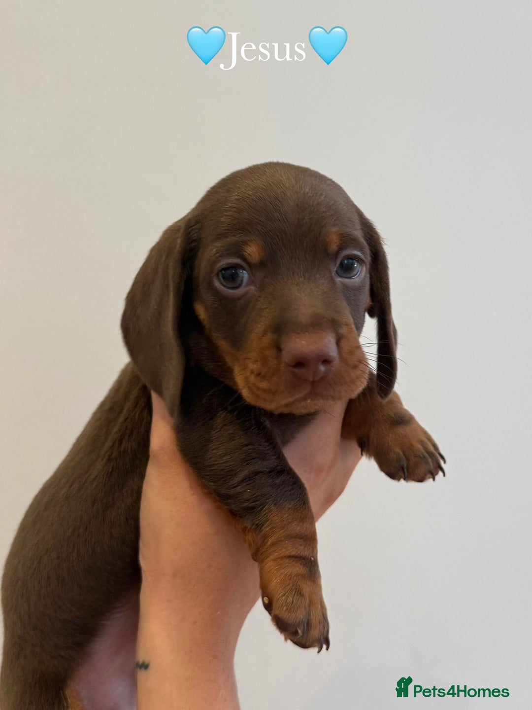 Dachshund dogs for sale: dachshund puppy’s for sale - Image 7