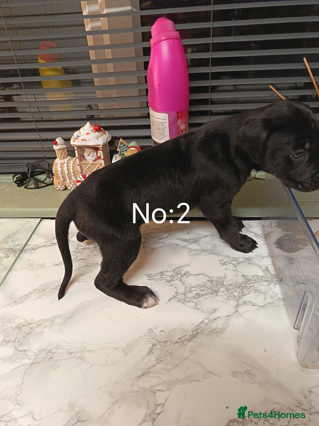 Mixed Breed dogs for sale: Cane Corso x saluki lurcher - Advert 1