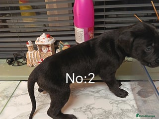 Mixed Breed dogs Cane Corso x saluki lurcher - Advert 1