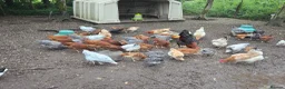 Chickens poultry for sale: Young Pullets. Various Breeds Available - Advert 1