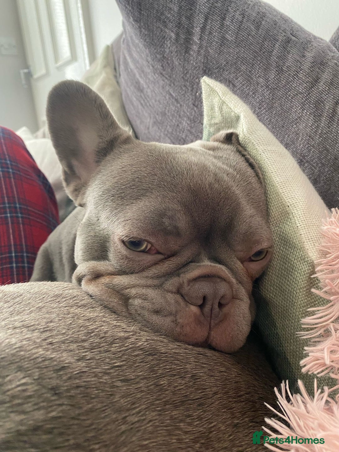 French Bulldog dogs for sale: Female French bulldog  - Image 1