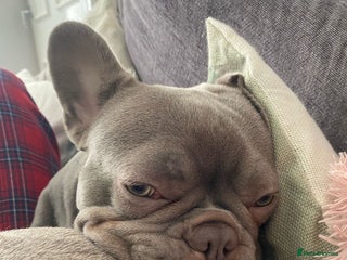 French Bulldog dogs for sale: Female French bulldog - Advert 1