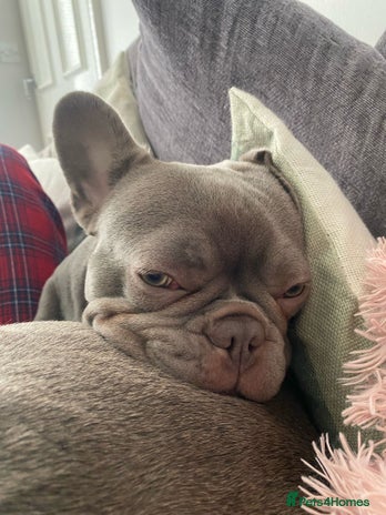 French Bulldog dogs - Advert 11