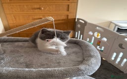 British Shorthair cats for sale: Blue bi colour female kitten - Image 2