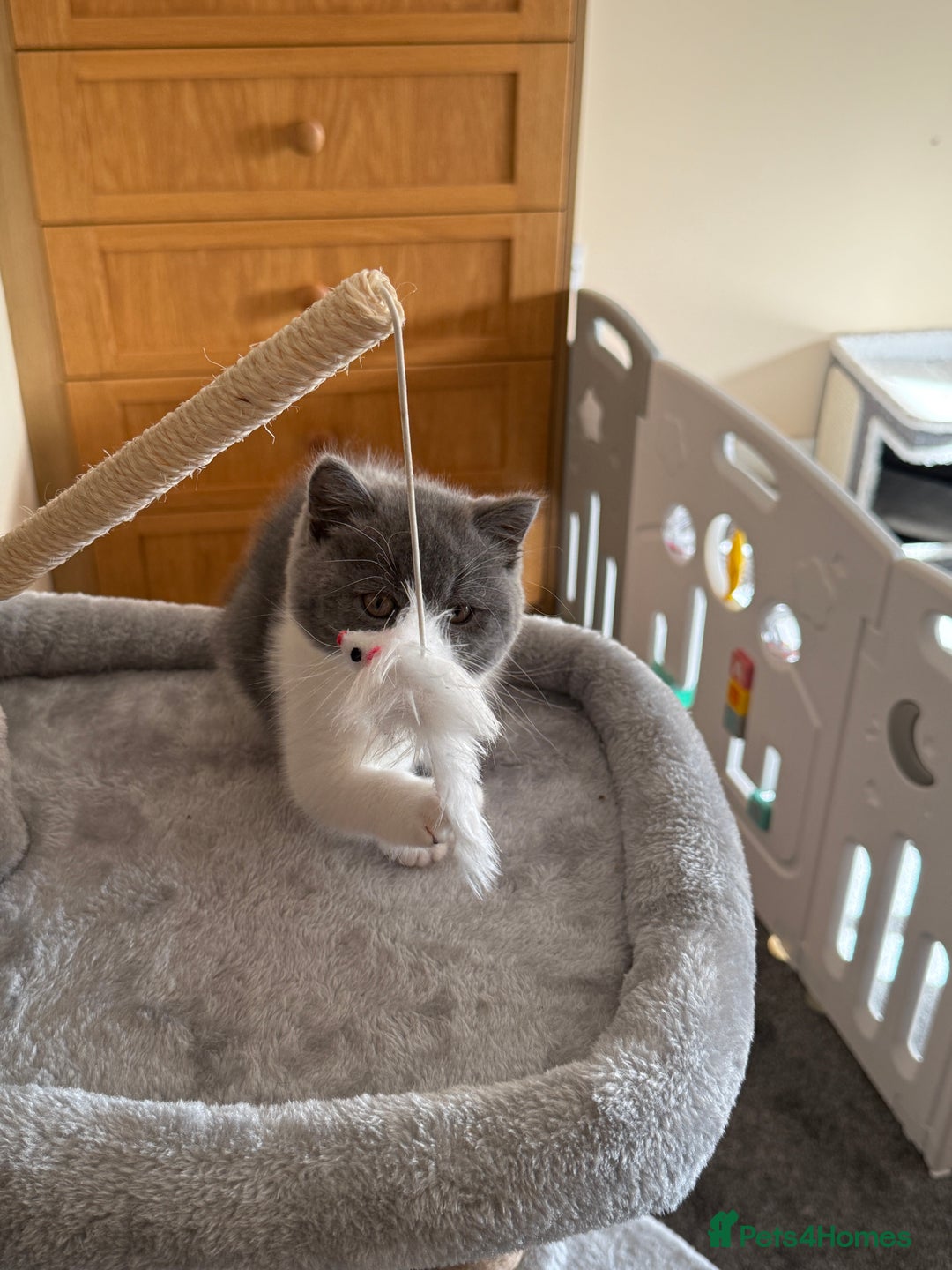 British Shorthair cats for sale: Blue bi colour female kitten - Image 2