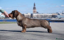 Dachshund dogs for stud: KC Registered Wirehaired Dachshund for Stud in Stoke-on-Trent - Image 6